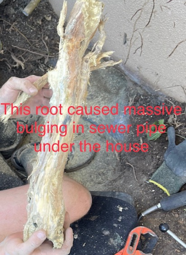 Tree root the caused massive bulging in sewer pipe under house in Elanora