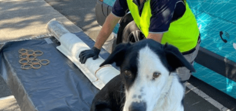 Emu team and dog mascot completing Murrarie sewer pipe relining